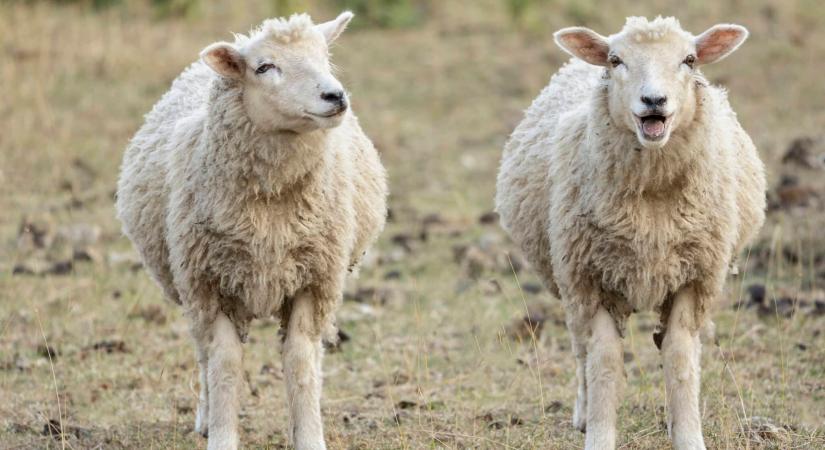 Érzelmek sokaságára képes a bárány, ne minősítsd le húsvéti fogássá!