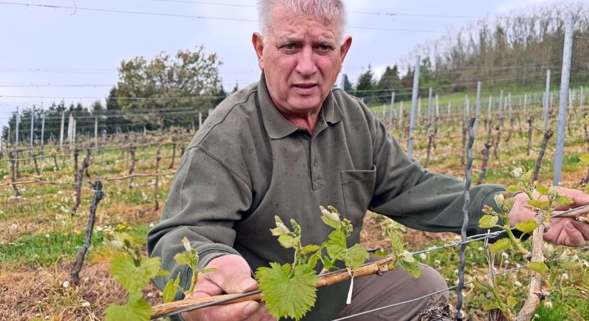 Mit mutat és a szőlő fejlettségi szintje, s mi a teendőnk most a növénnyel?
