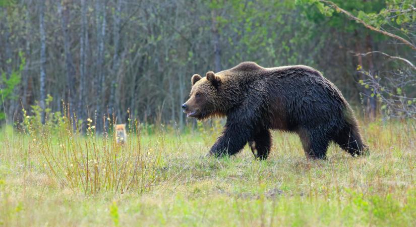 Már a lakosság is veszélyben van: rendkívüli intézkedések jönnek Szlovákiában