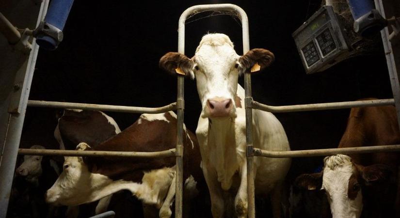 Ragadós száj- és körömfájás: új szabályok léptek életbe mától