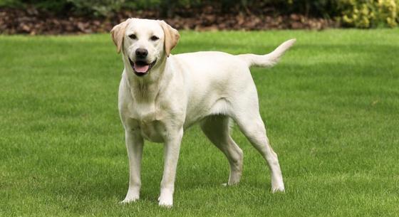Találtak egy közös gént a hízásra hajlamos emberekben és a labradorokban