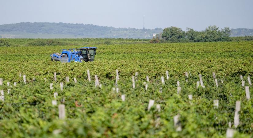 Szorgalmasak a filippínók, de nem ezért alkalmazzák őket idénymunkára is