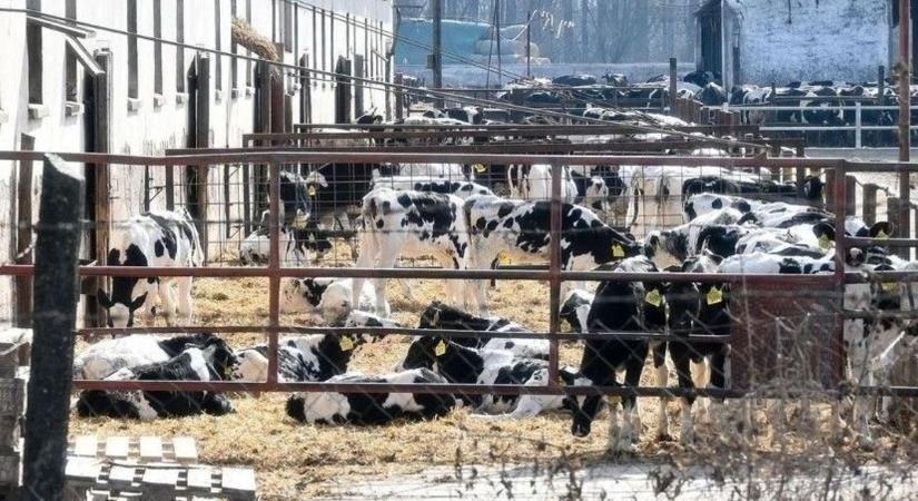 Száj- és körömfájás: Szigorú szabályokat vezettek be