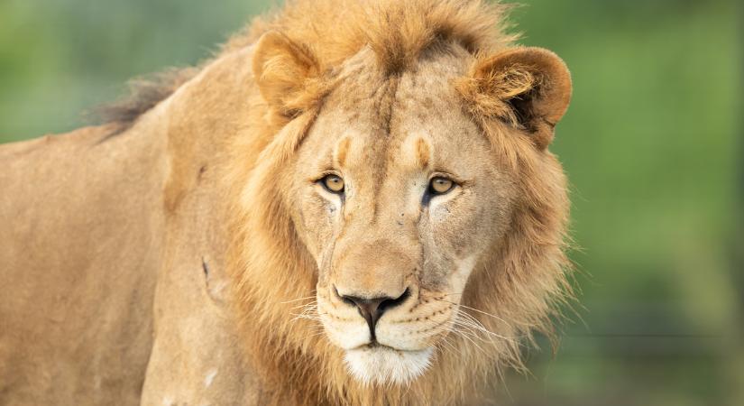 Megölt egy 14 éves lányt egy oroszlán Nairobi külvárosában