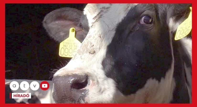 Száj- és körömfájás: új szabályok léptek életbe
