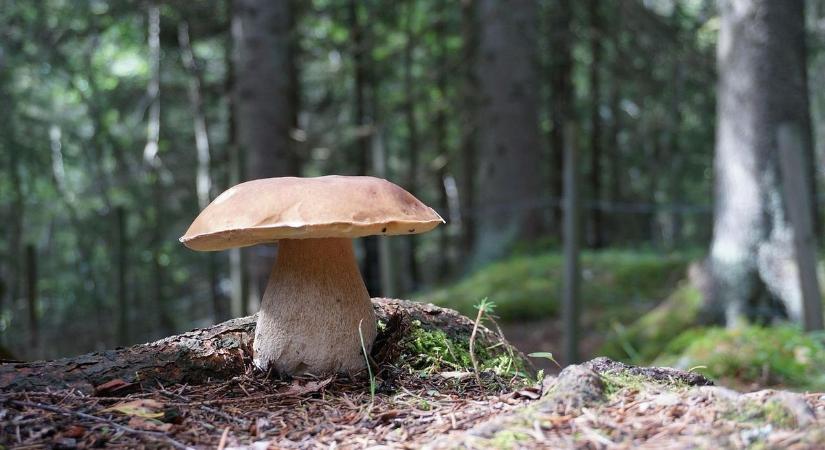 Gombák, titkok, történelem – mit rejt a múlt?