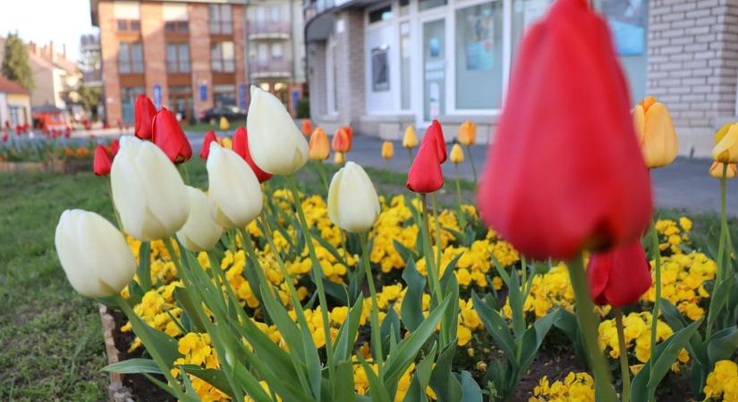 A tulipánok már fesztiváloznak Celldömölkön
