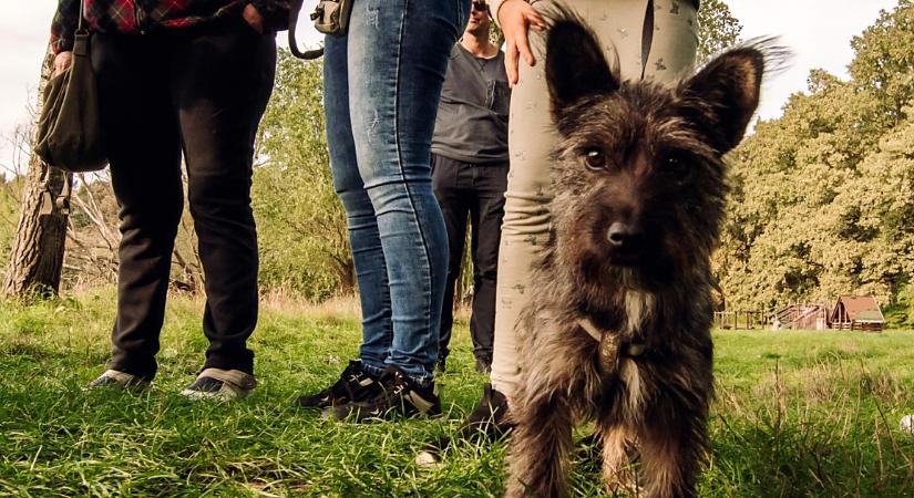 Idén is lesz jótékonysági fotózás, viszont most új helyszínben gondolkodnak a debreceni állatvédők