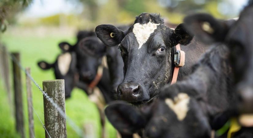 Száj- és körömfájás - Peresztegi dögtemető: Burgenland felvette a kapcsolatot a magyar hatóságokkal