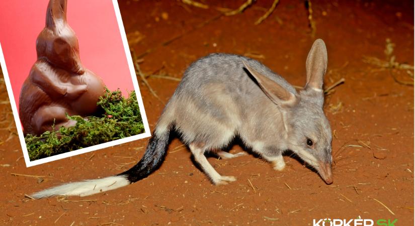 A bilby története – Ausztrália húsvéti erszényese
