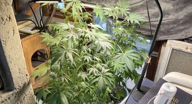 Polgári otthonában termesztette a kannabiszt