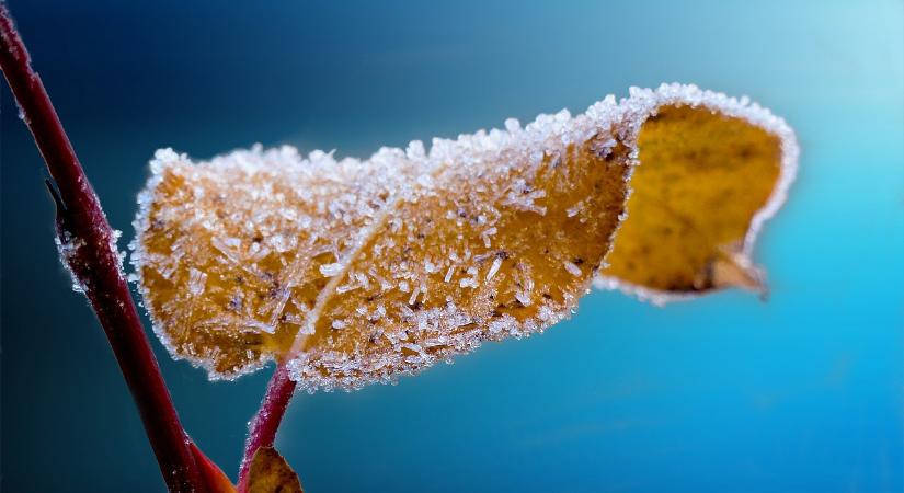 A FruitVeb jelentése az áprilisi fagykárról