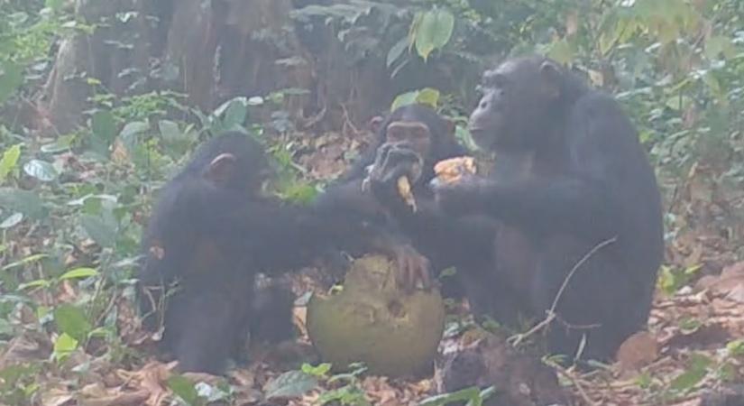 Rendszeresen tartanak alkoholmámoros lakomákat a bissau-guineai csimpánzok