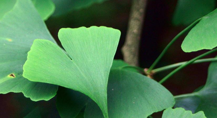 Ginkgo biloba a kertbe: így ültessük és gondozzuk a páfrányfenyőt!