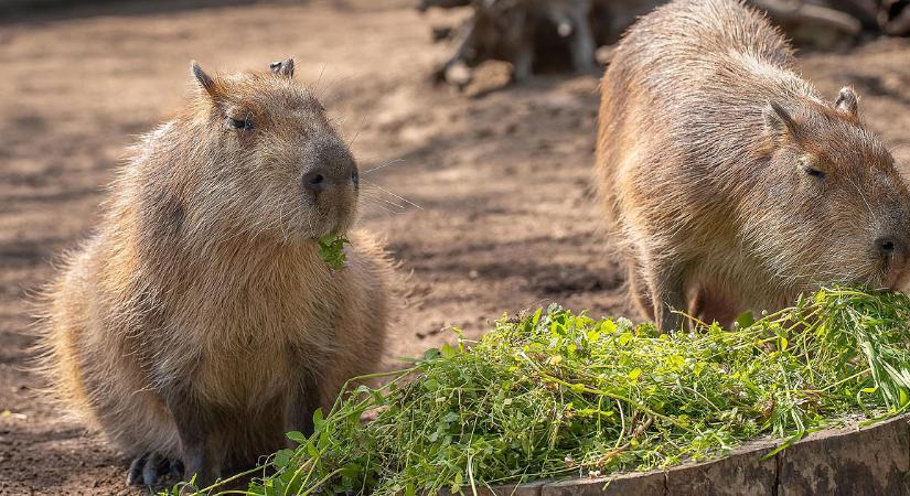 Majálist és jótékonysági futóversenyt szervez alapításának évfordulóján a Zoo Debrecen