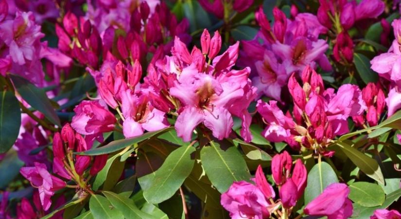 A rhododendron – érdemes-e ültetni, és hogyan gondozzuk?