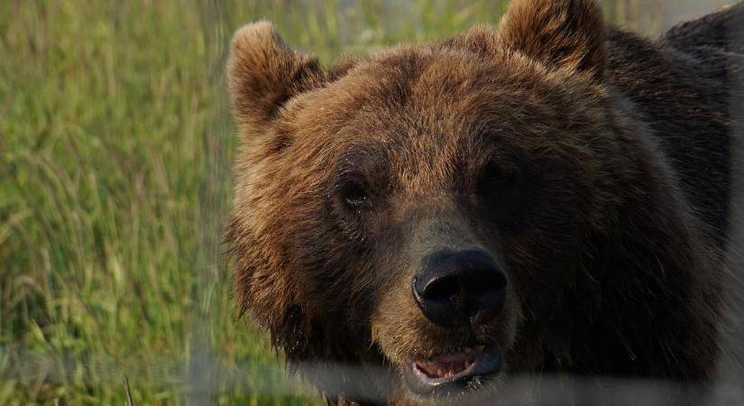 Vadállat falt fel egy borjút, a helyiek medvére gyanakszanak
