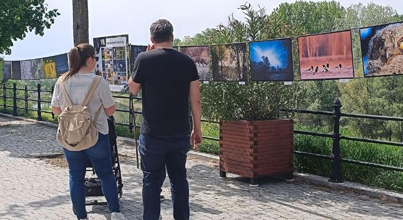 Páratlan párosítással nyűgözik le a járókelőket, természetfotók sorakoznak a Duna-parton – galériával