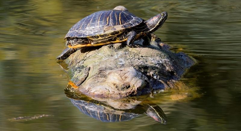 Vörösfülű ékszerteknős napozott a Kámoni Arborétum tavában