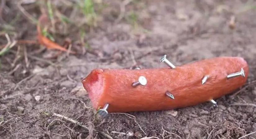 2023 óta tartja rettegésben egy állatkínzó a miskolciakat