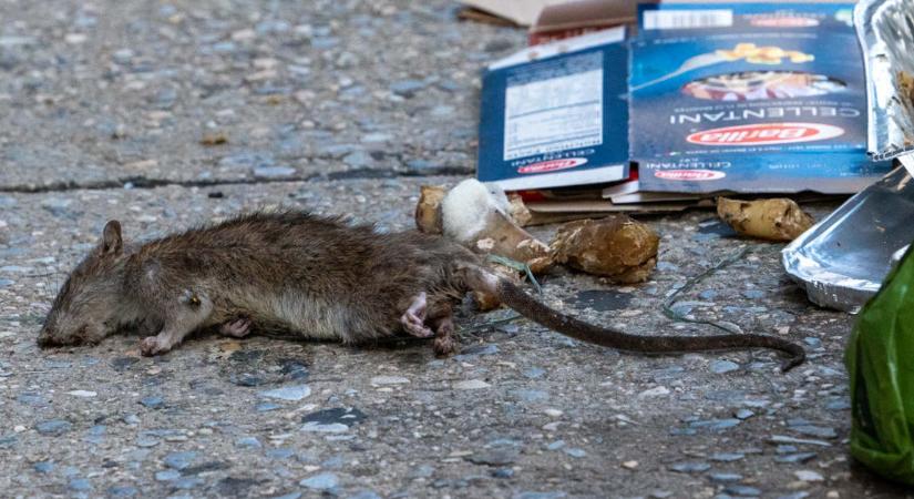 Közel kilencszázmillióért irtják a patkányokat a fővárosban