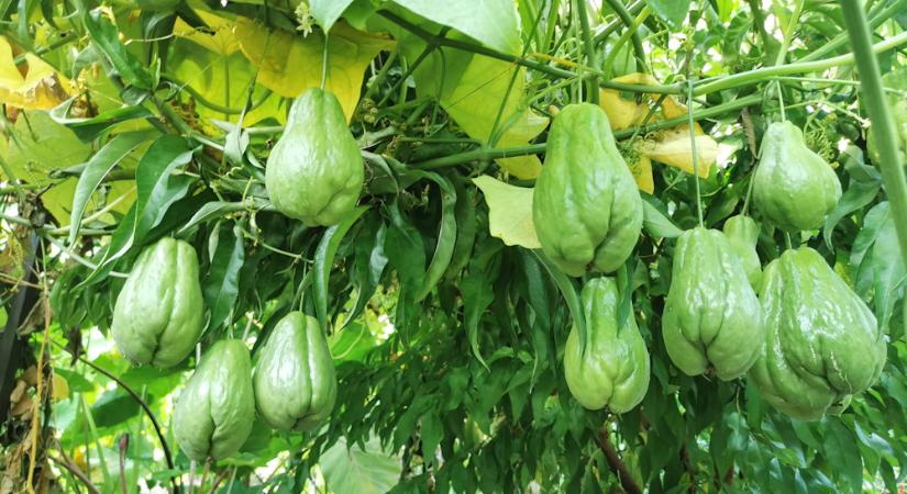 Chayote: a tök, ami bejárta a világot – és Rakamazra is megérkezett