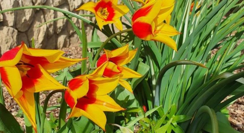 Le lehet vágni az elvirágzott tulipánt?