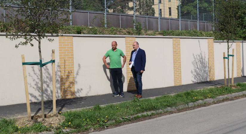 Sisiről fát is elneveztek, Zalaegerszegen van az utca, ahová az országban elsőként telepítették (videó)