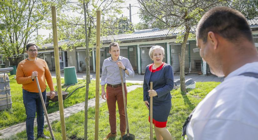 Árnyékkal és területtel is bővült az állatmenhely