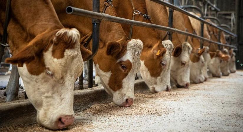 Tejpiaci fordulat: csökkent a felvásárlási ár is