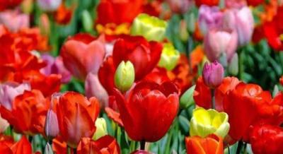 Tulipánfesztivál Celldömölk, 2025. április 25-27.