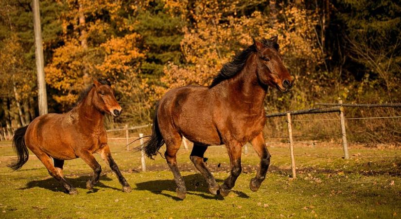 A hucul ló – A hegyek kis hőse, akit nem lehet nem szeretni