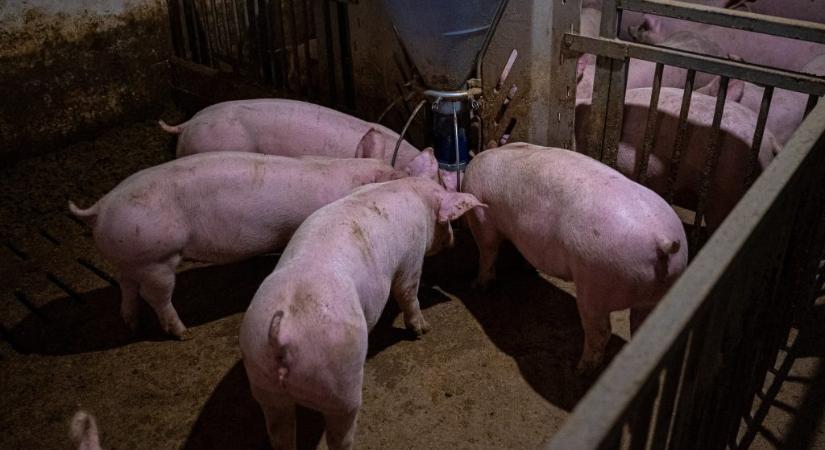 Kiakadtak az állattartók: „Nagy Mártonék több tízezer munkahelyet veszélyeztetnek”