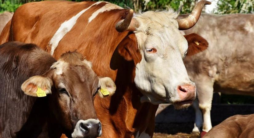 Száj- és körömfájás - Még tart a mentesítés Rábapordányban