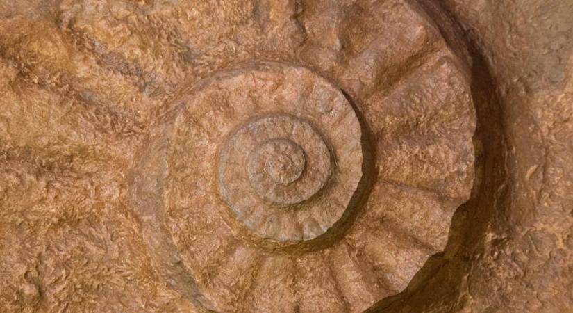 Világszinten is egyedülálló magyar felfedezés: ősi vízi élőlényeket találtak a Mecsekben