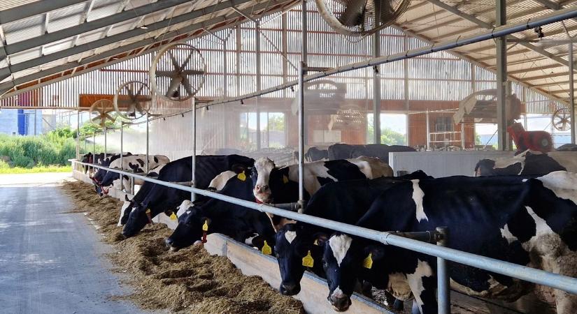 Agrártárca: új pályázatot hirdettek meg az állattartóknak – így áll most a száj- és körömfájás elleni védekezés