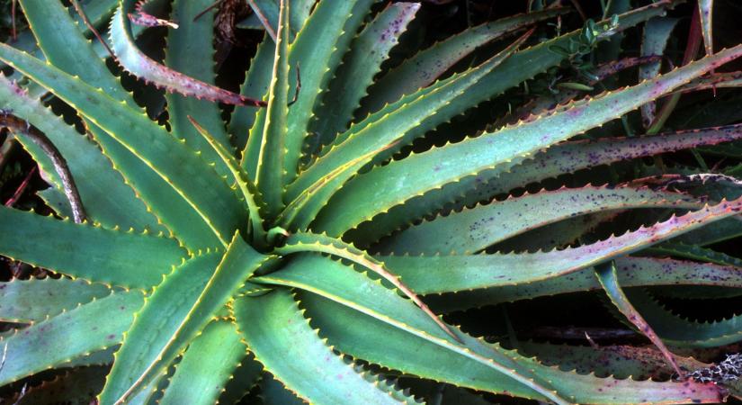 Tény, hogy csodaszer, de körültekintéssel használd! A szakértő elárulta, mire jó és mikor válik veszélyessé az aloe vera