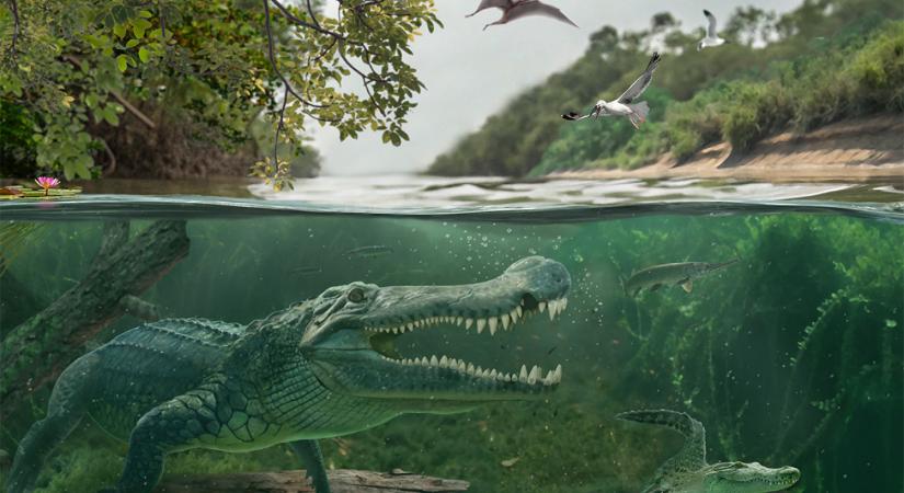 Magyar kutató vezetésével tárták fel egy dinoszauruszokkal egy időben élt, hatalmas krokodil titkait