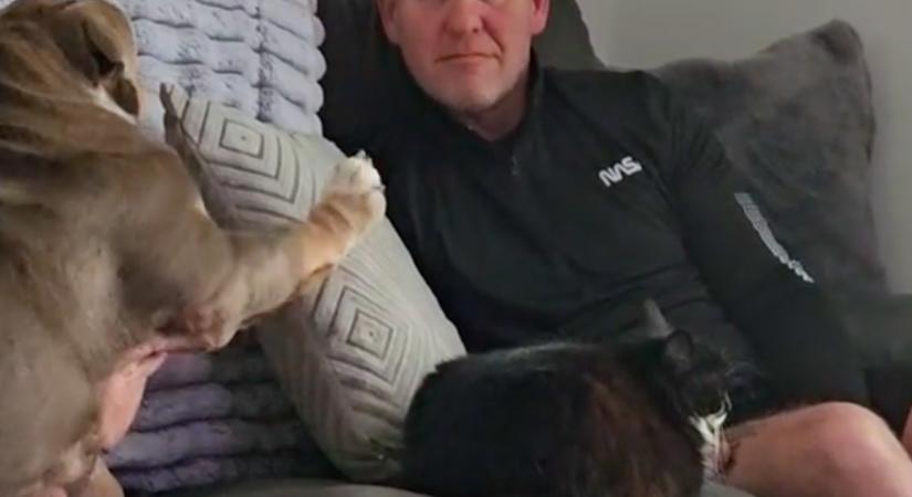 A kanapéra akar feküdni a bulldog: de van egy kis probléma - Videó