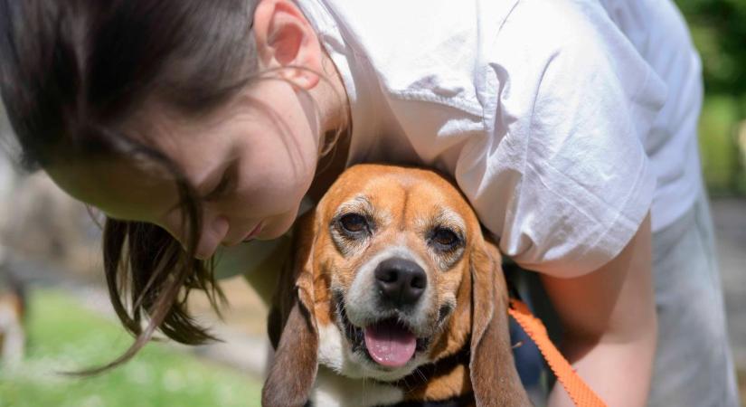 Laboratóriumi fogságból mentett beagle kutyusok sétáltak Szegeden – galériával, videóval