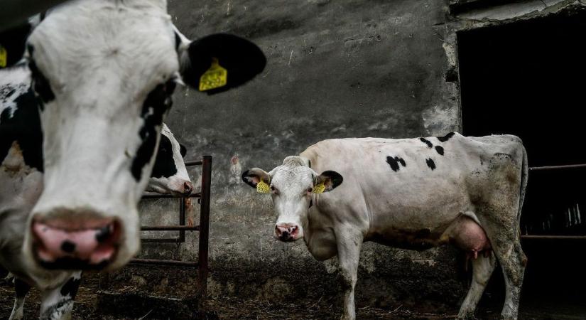 Száj- és körömfájás: szigorított intézkedések Vas vármegyében