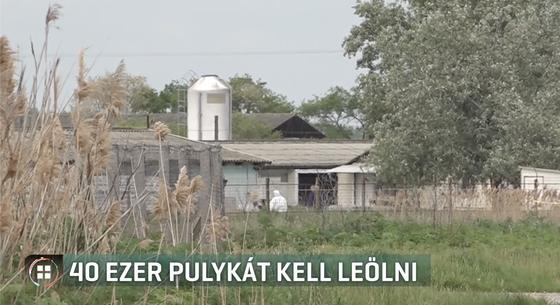 40 ezer pulykát ölnek le Szarvason a madárinfluenza miatt