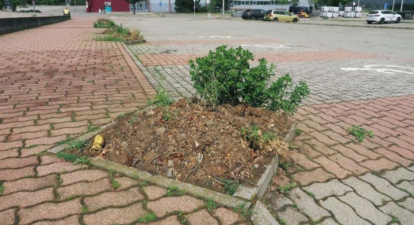 Miért tűnt el félszáz fa a Veszprém Aréna mellől?