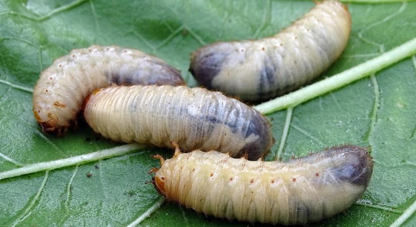 Ne bánts minden pajort! – Így különböztesd meg a rózsabogár és a cserebogár lárváját