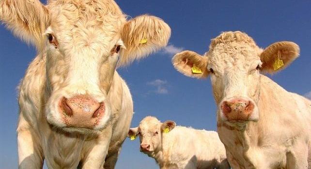 Az RSZKF vírus miatt változatlanul szigorú előírások és intézkedések vannak érvényben