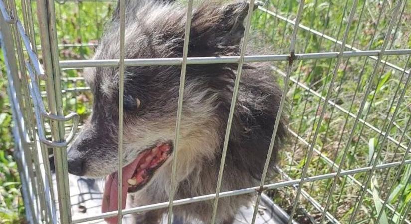 Szívtelen állattartók: szörnyen bántak el a vak kutyussal