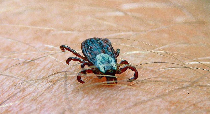 Figyelem, kullancsveszély: már több száz Lyme-kóros esetet regisztráltak Szlovákiában