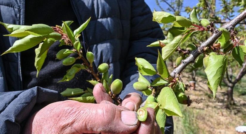 Már igényelhetik a kárenyhítést a fagykárt szenvedett gazdák