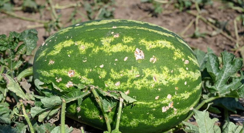 Vis maior helyzetet hirdet ki az agrárminiszter az április fagykár miatt!