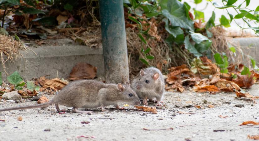 A pestis 3 típusa – bolhacsípéssel is terjed a betegség
